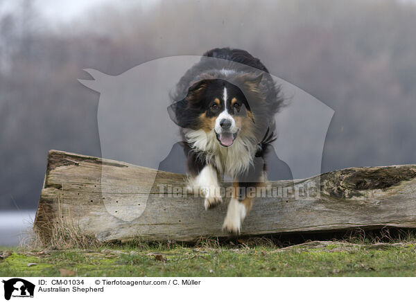 Australian Shepherd / Australian Shepherd / CM-01034