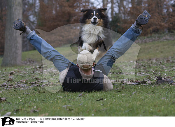 Australian Shepherd / Australian Shepherd / CM-01037