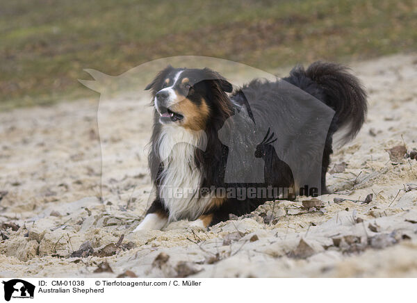 Australian Shepherd / Australian Shepherd / CM-01038