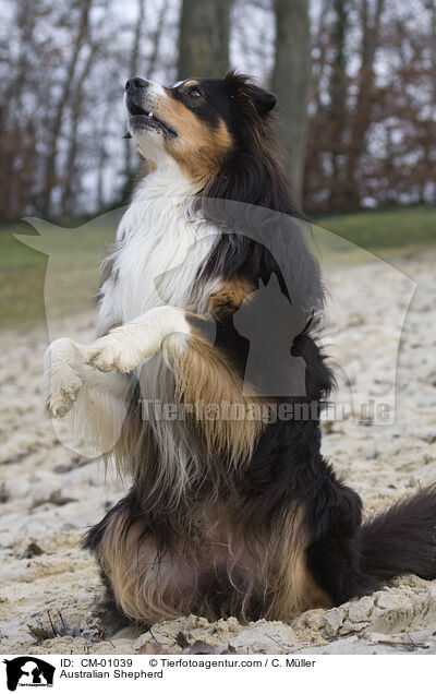 Australian Shepherd / Australian Shepherd / CM-01039