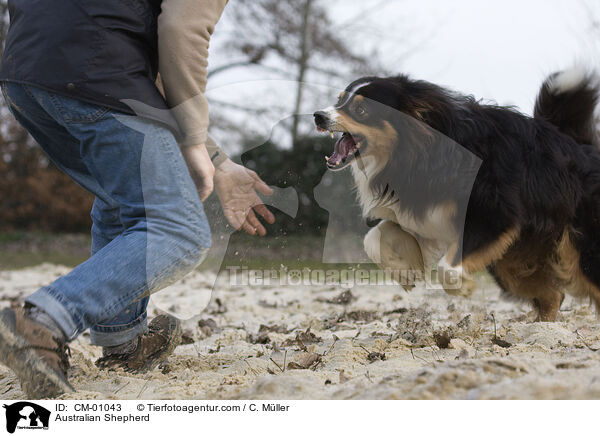 Australian Shepherd / Australian Shepherd / CM-01043