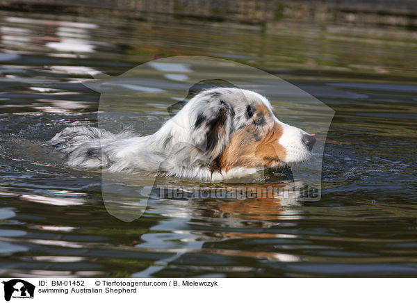 schwimmender Australian Shepherd / swimming Australian Shepherd / BM-01452