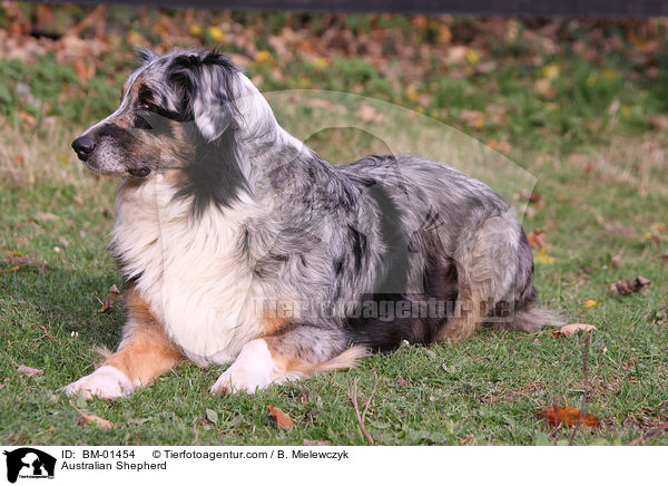 Australian Shepherd / Australian Shepherd / BM-01454