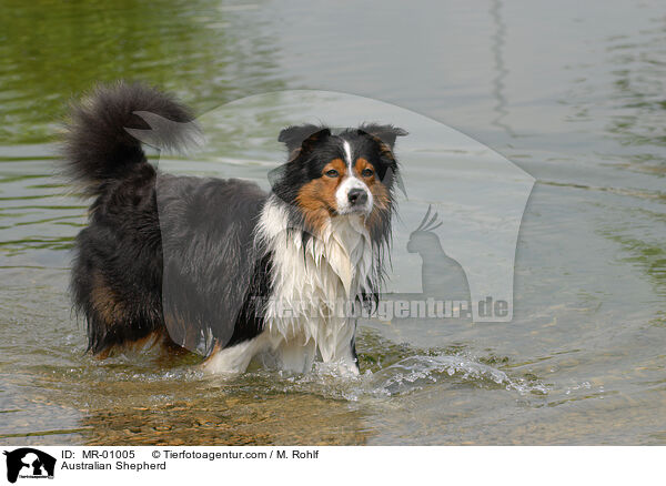 Australian Shepherd / Australian Shepherd / MR-01005
