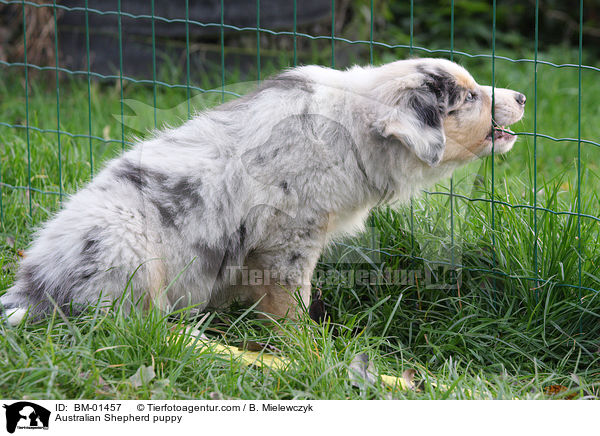 Australian Shepherd Welpe / Australian Shepherd puppy / BM-01457