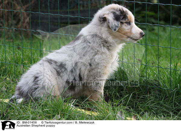 Australian Shepherd Welpe / Australian Shepherd puppy / BM-01458