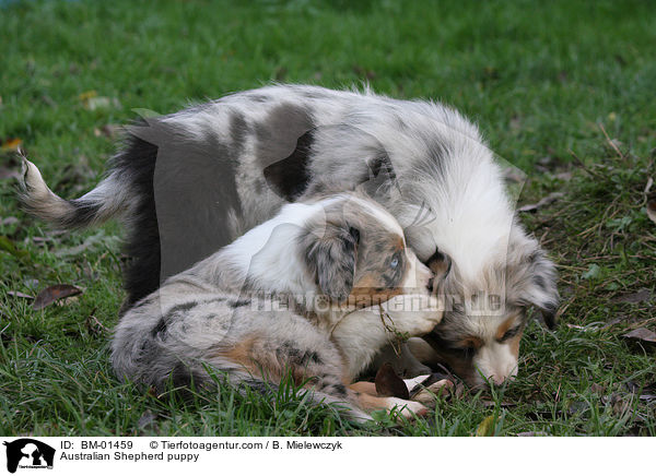 Australian Shepherd Welpe / Australian Shepherd puppy / BM-01459