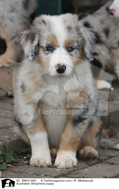 Australian Shepherd Welpe / Australian Shepherd puppy / BM-01460
