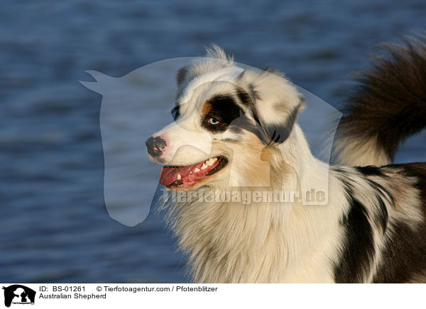 Australian Shepherd / Australian Shepherd / BS-01261