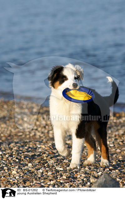 junger Australian Shepherd / young Australian Shepherd / BS-01262