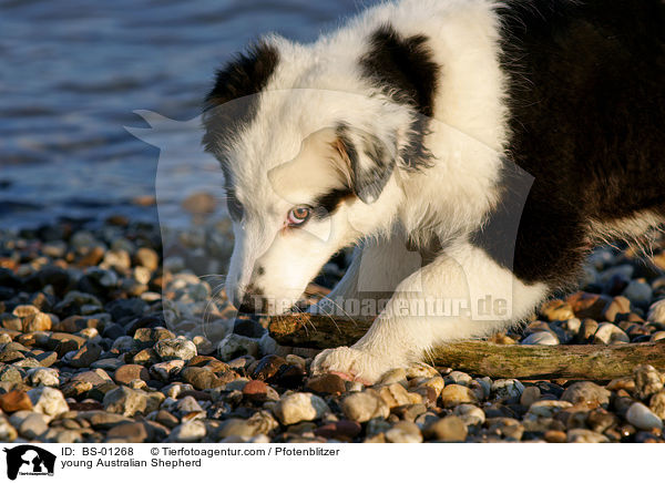 junger Australian Shepherd / young Australian Shepherd / BS-01268