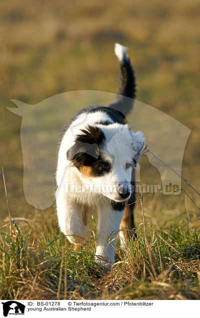 junger Australian Shepherd / young Australian Shepherd / BS-01278
