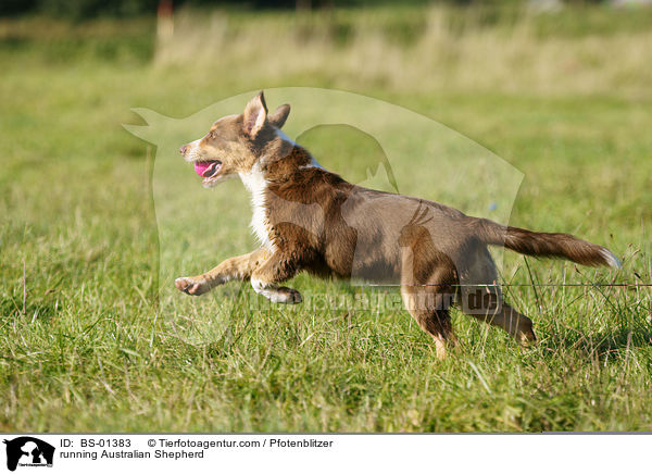 rennender Australian Shepherd / running Australian Shepherd / BS-01383