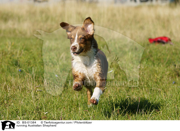 rennender Australian Shepherd / running Australian Shepherd / BS-01384