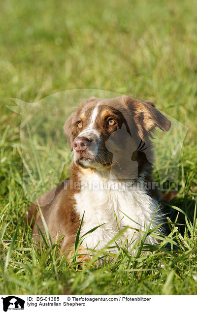 liegender Australian Shepherd / lying Australian Shepherd / BS-01385
