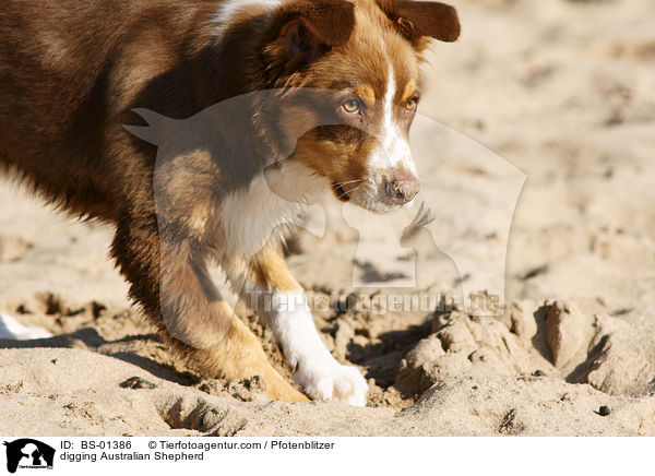 buddelnder Australian Shepherd / digging Australian Shepherd / BS-01386