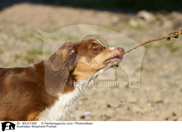 Australian Shepherd Portrait / Australian Shepherd Portrait / BS-01398