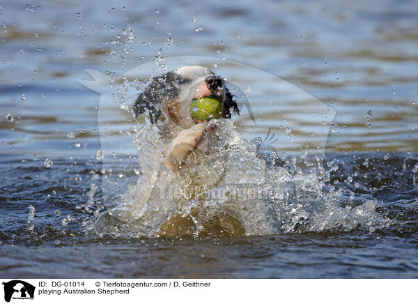 spielender Australian Shepherd / playing Australian Shepherd / DG-01014
