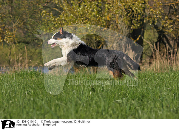 rennender Australian Shepherd / running Australian Shepherd / DG-01016