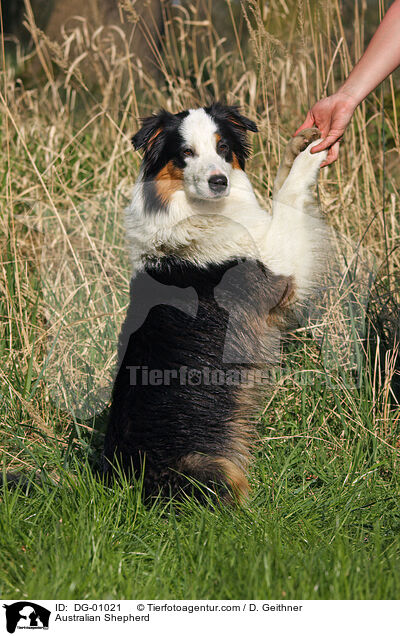 Australian Shepherd / Australian Shepherd / DG-01021