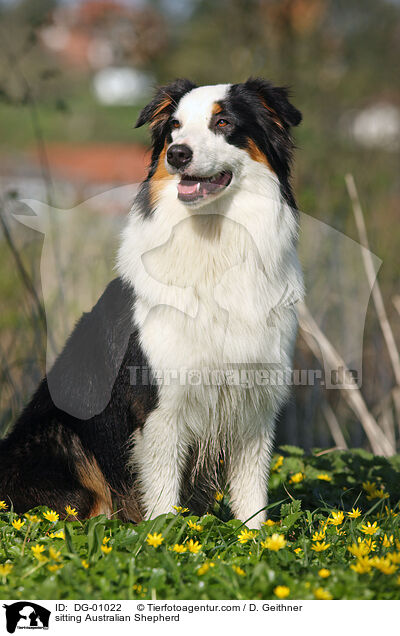sitzender Australian Shepherd / sitting Australian Shepherd / DG-01022