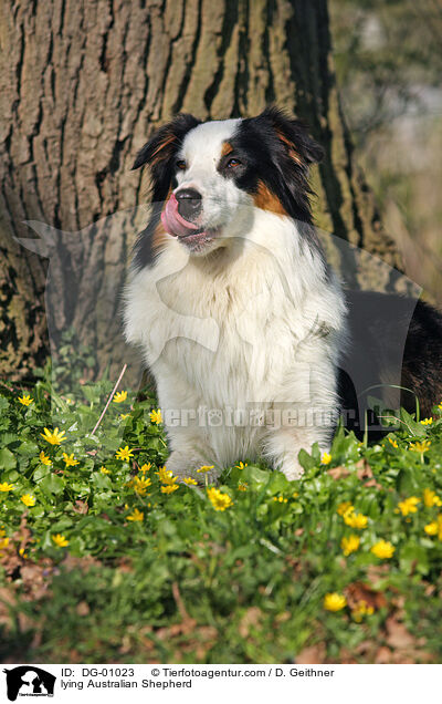 liegender Australian Shepherd / lying Australian Shepherd / DG-01023