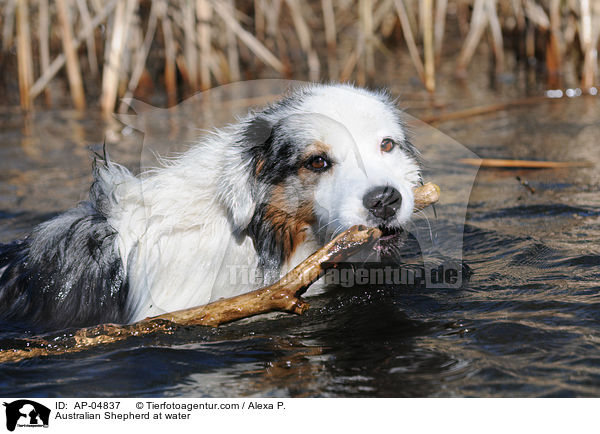 Australian Shepherd im Wasser / Australian Shepherd at water / AP-04837