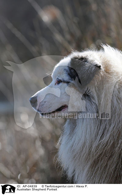 Australian Shepherd Portrait / Australian Shepherd Portrait / AP-04839