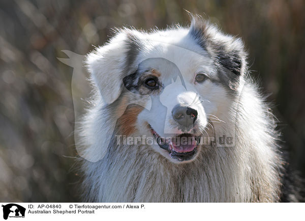 Australian Shepherd Portrait / Australian Shepherd Portrait / AP-04840