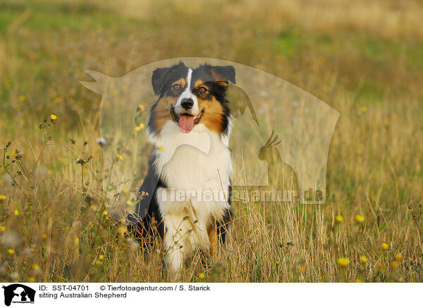 sitzender Australian Shepherd / sitting Australian Shepherd / SST-04701