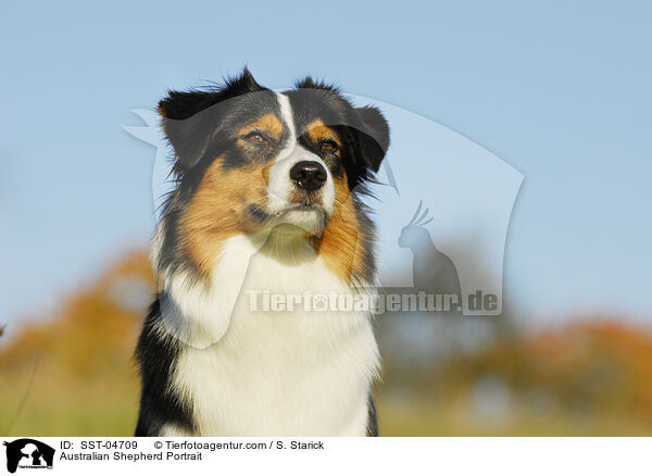 Australian Shepherd Portrait / Australian Shepherd Portrait / SST-04709