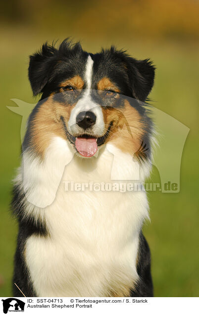Australian Shepherd Portrait / Australian Shepherd Portrait / SST-04713