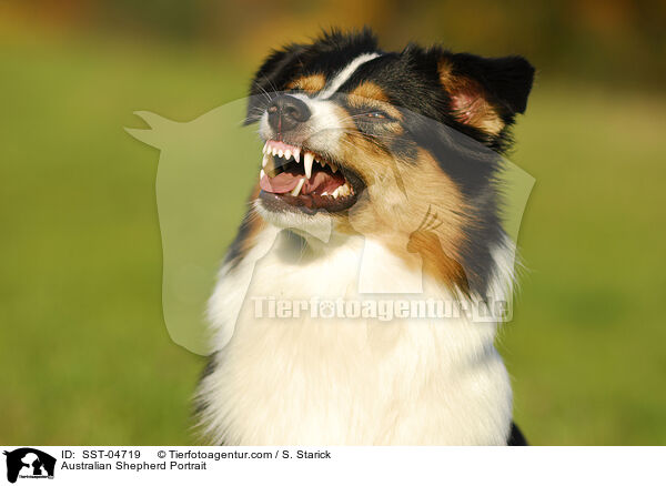 Australian Shepherd Portrait / Australian Shepherd Portrait / SST-04719