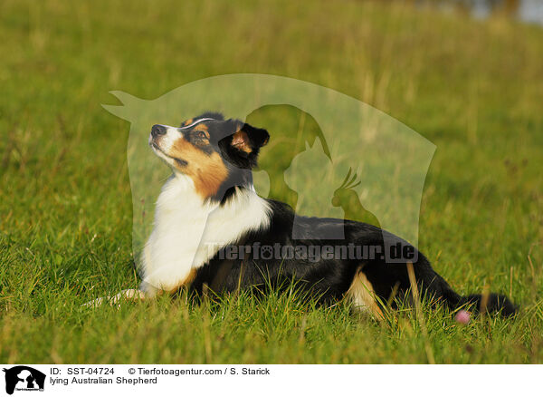 liegender Australian Shepherd / lying Australian Shepherd / SST-04724