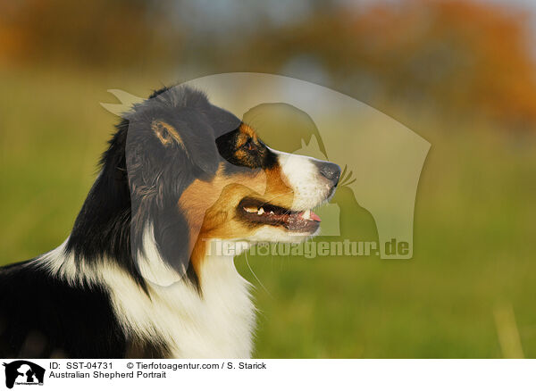 Australian Shepherd Portrait / Australian Shepherd Portrait / SST-04731