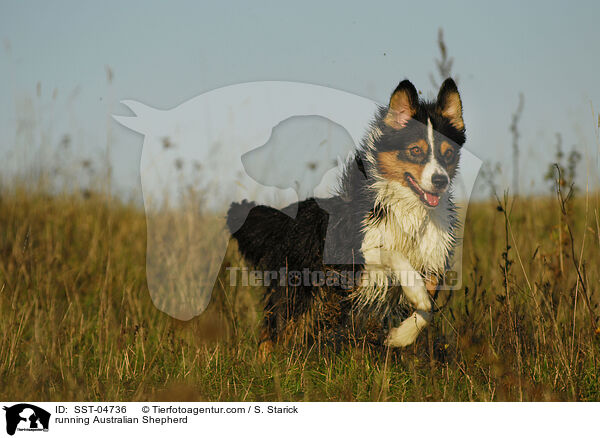 rennender Australian Shepherd / running Australian Shepherd / SST-04736