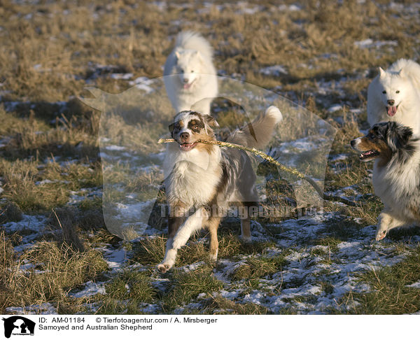 Samojede und Australian Shepherd / Samoyed and Australian Shepherd / AM-01184