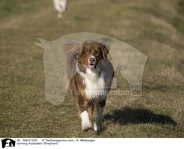 rennender Australian Shepherd / running Australian Shepherd / AM-01200