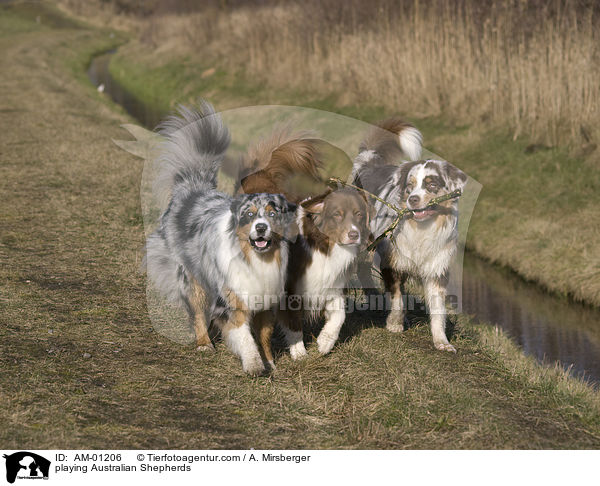 spielende Australian Shepherd / playing Australian Shepherds / AM-01206