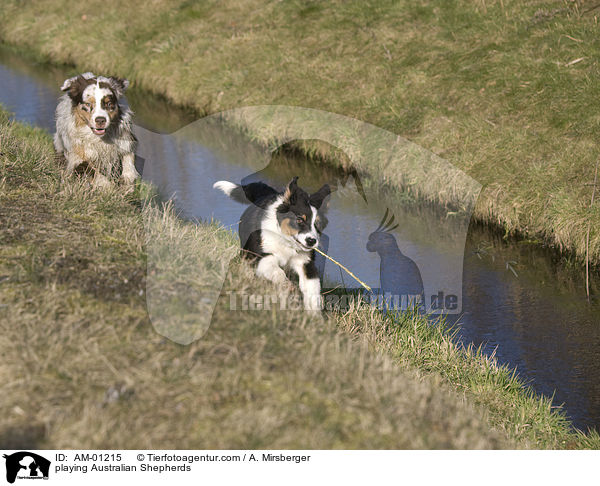 spielende Australian Shepherd / playing Australian Shepherds / AM-01215