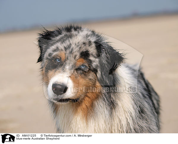 blue-merle Australian Shepherd / blue-merle Australian Shepherd / AM-01225