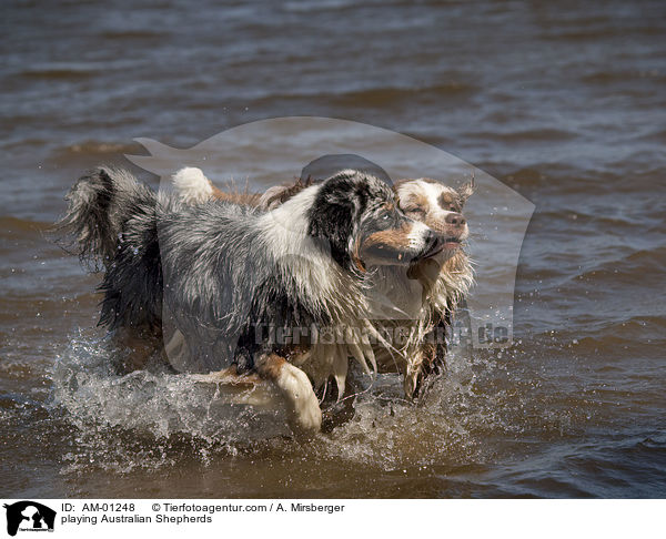 spielende Australian Shepherds / playing Australian Shepherds / AM-01248