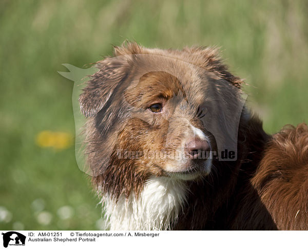 Australian Shepherd Portrait / Australian Shepherd Portrait / AM-01251