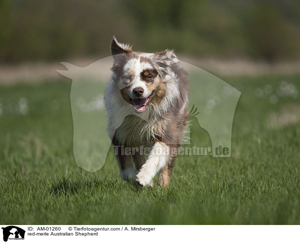 red-merle Australian Shepherd / red-merle Australian Shepherd / AM-01260