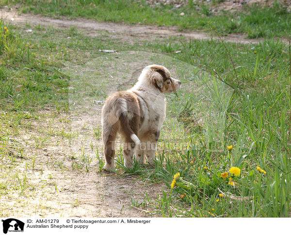 Australian Shepherd Welpe / Australian Shepherd puppy / AM-01279