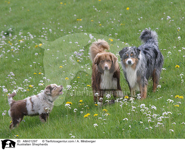 Australische Schferhunde / Australian Shepherds / AM-01297