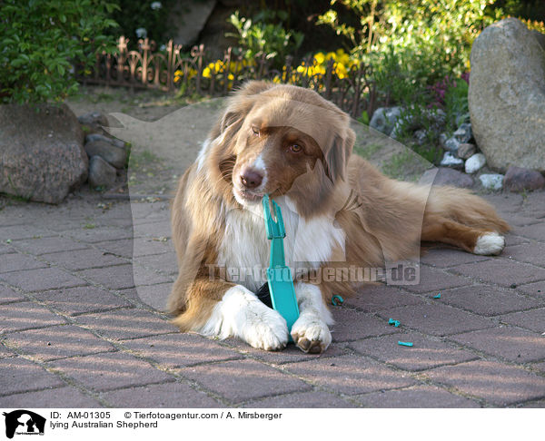 liegender Australian Shepherd / lying Australian Shepherd / AM-01305