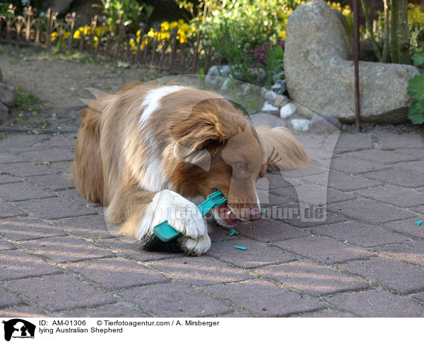 liegender Australian Shepherd / lying Australian Shepherd / AM-01306