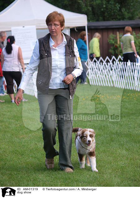 Hundeausstellung / dog show / AM-01319