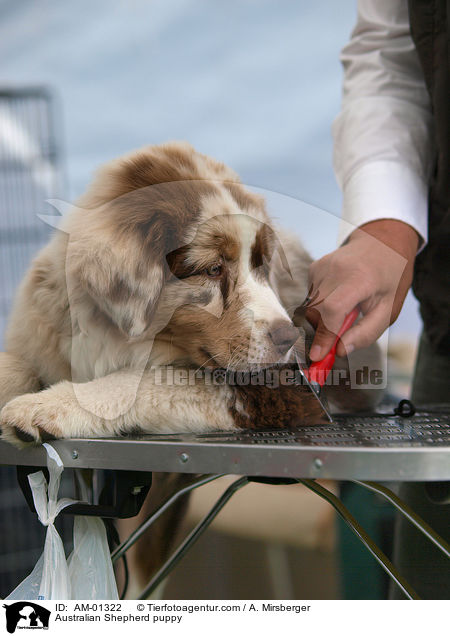 Australian Shepherd Welpe / Australian Shepherd puppy / AM-01322